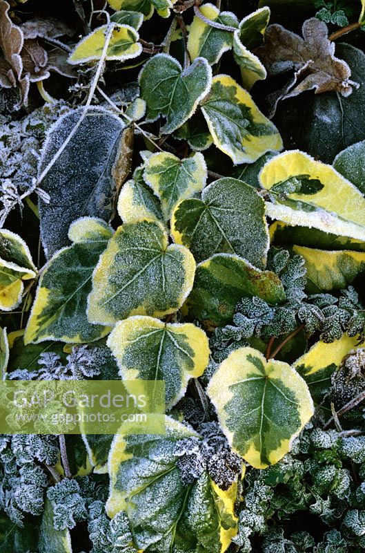 Hedera colchica 'Dentatoe Variegata' - Varigated Ivy with frost in winter