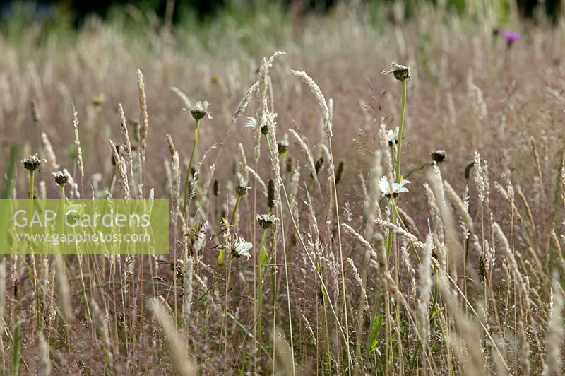 Summer meadow with grasses and flowers