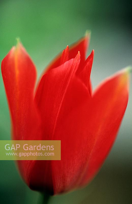 Tulipa maximowiczii