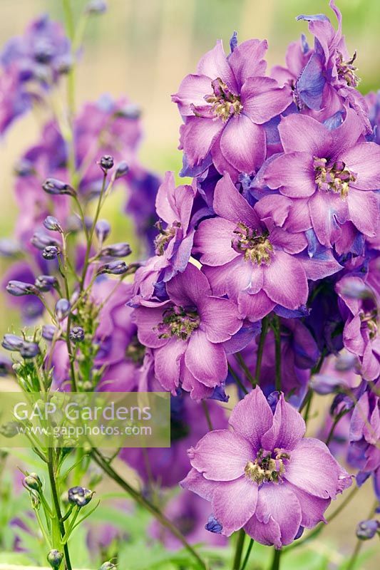 Delphinium elatum 'Michael Ayers'