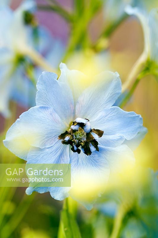 Delphinium elatum 'Langdon's Pandora'