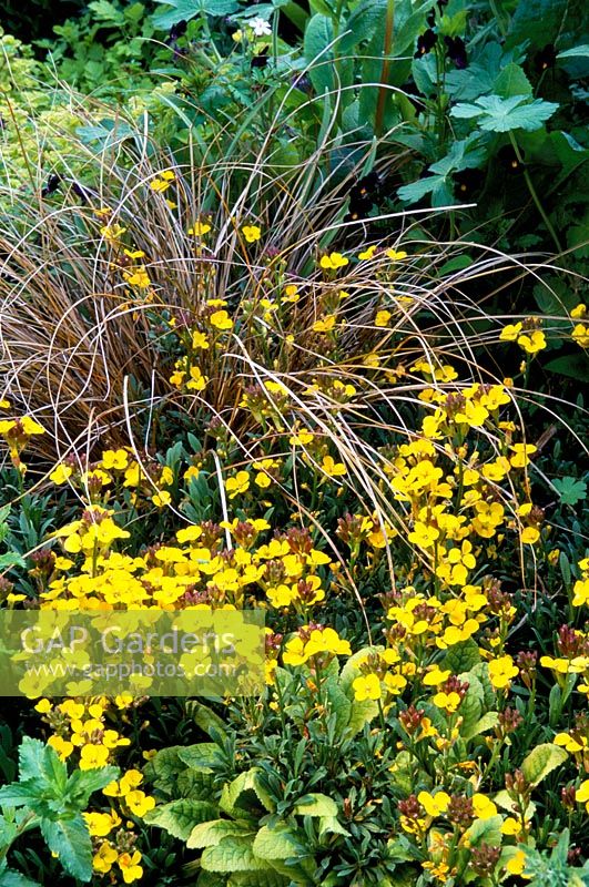 Erysimum 'Moonlight' - Wall flower and Carex flagellifera - Weeping brown Sedge