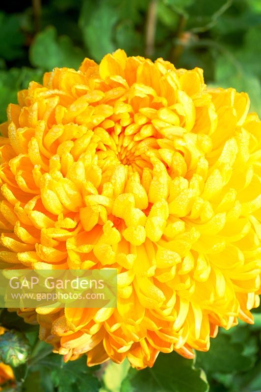 Chrysanthemum 'Norah Brook' - closeup of bright yellow flower