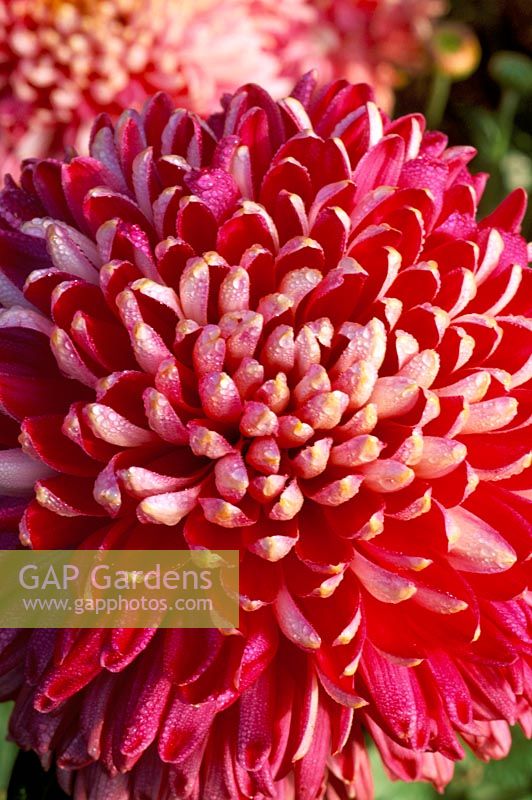 Chrysanthemum 'Early Bird' - closeup of dusky pink / red flower with water droplets