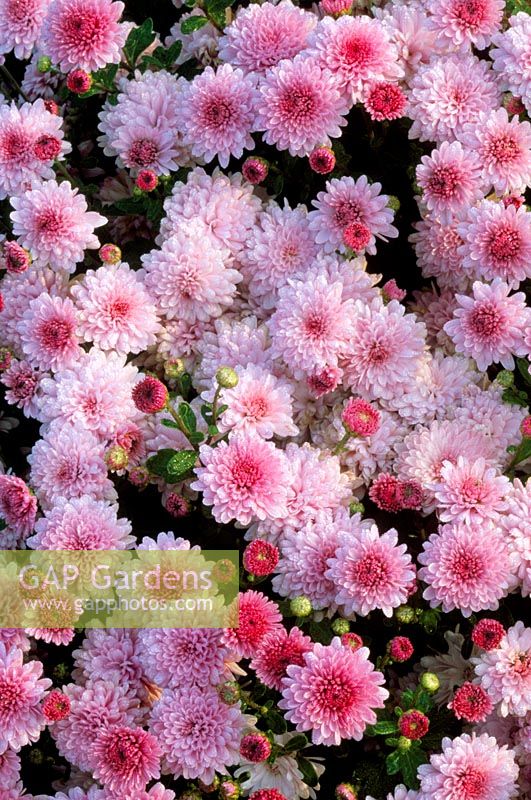 Chrysanthemum 'Lynn' - closeup of pink flowers