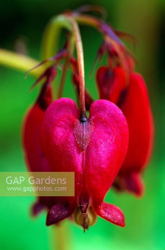 Dicentra formosa 'bacchanal' closeup of red flowers 
