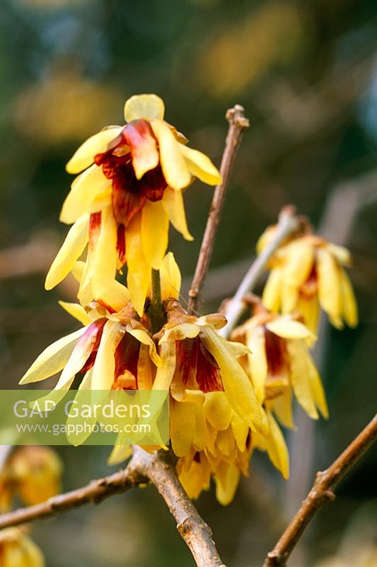 Chimonanthus praecox - Wintersweet