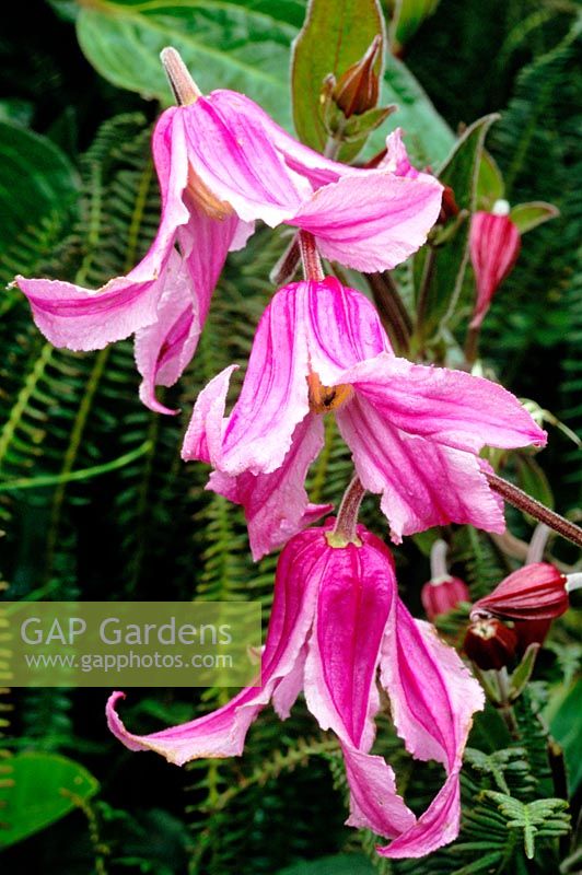 Clematis integrifolia 'Rosea'