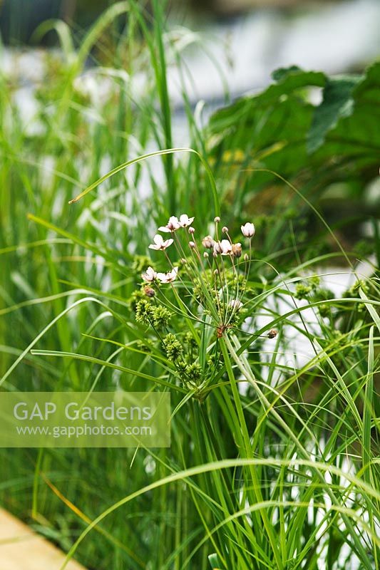 Butomus umbellatus - Flowering Rush 'Walk on Water' 