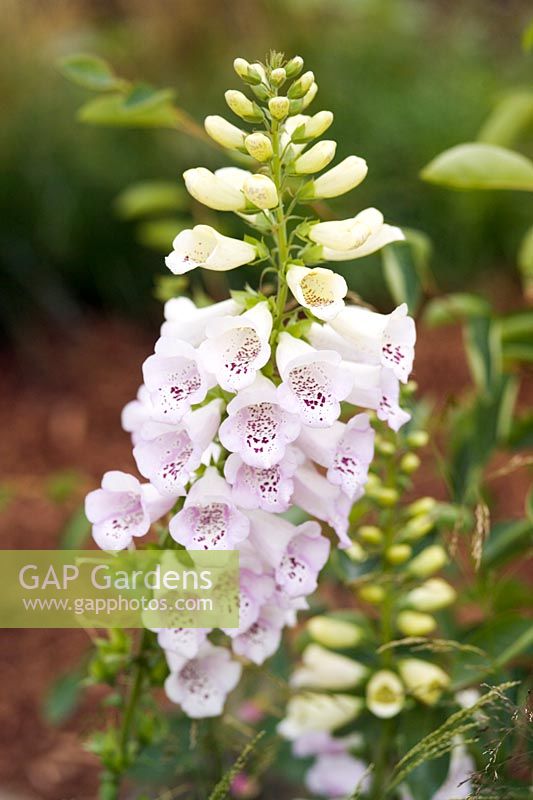 Digitalis purpurea 'Excelsior Hybrids'
Foxgloves