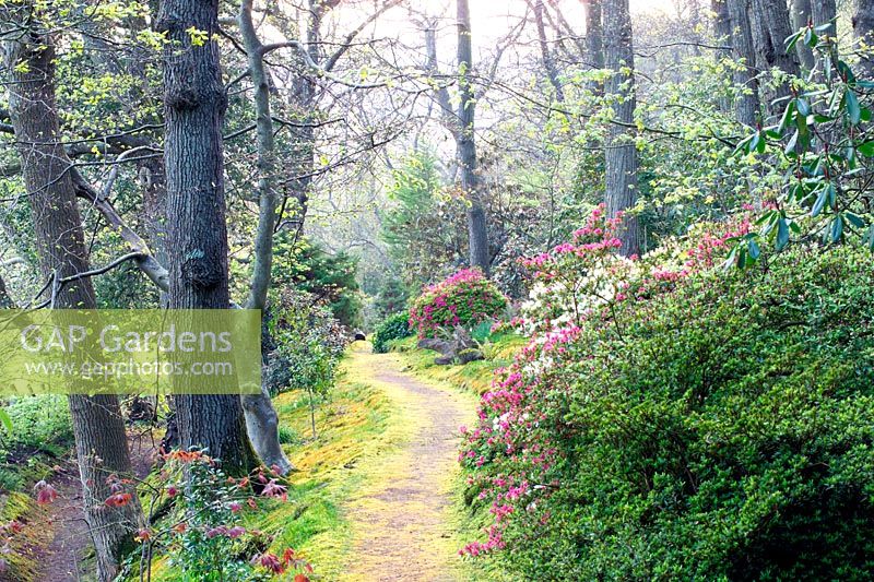 Path through Spring woodland garden, Greencombe Gardens in Somerset