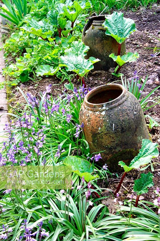 Rheum - Rhubarb with forcing pots and Bluebells in Kitchen garden at Greencombe Gardens in Somerset