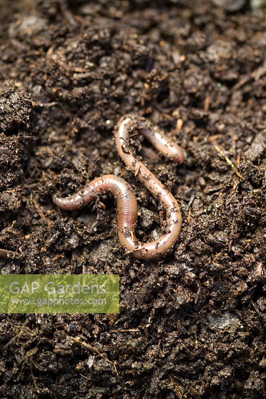 Worm in soil 