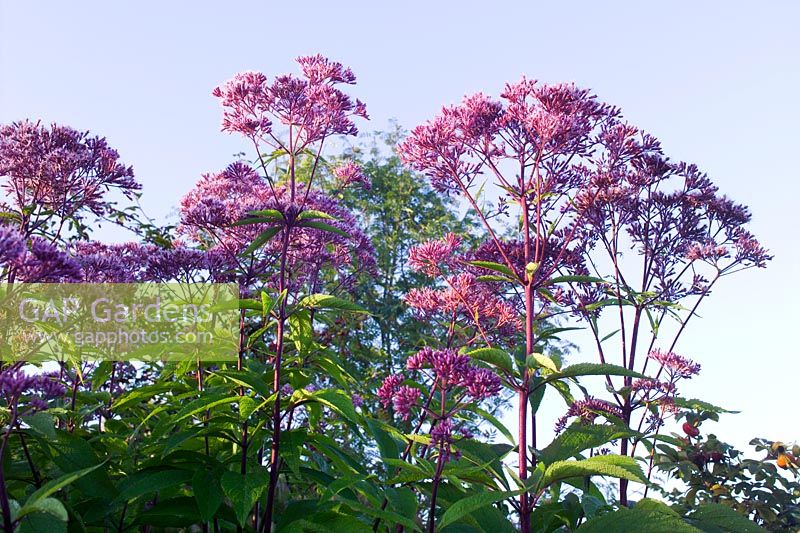 Eupatorium purpureum - Hemp Agrimony