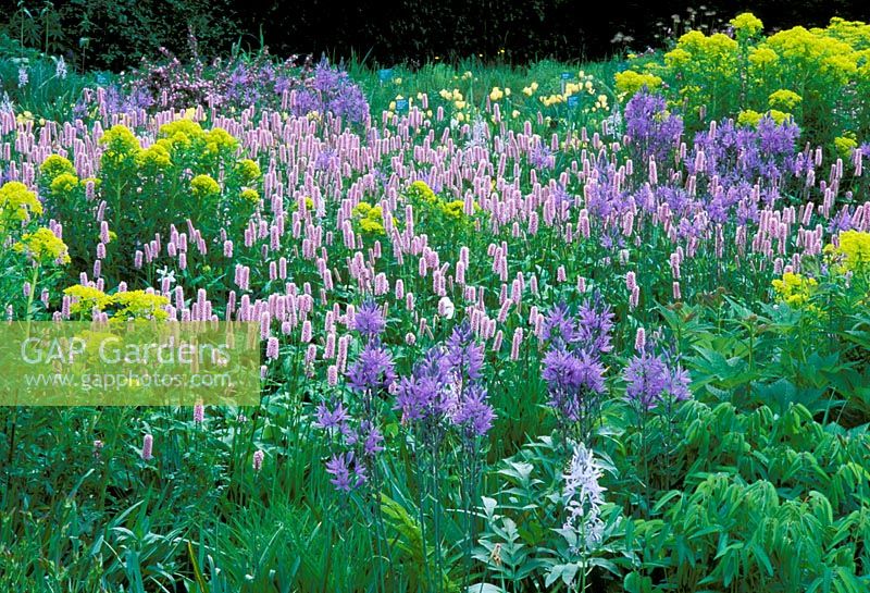 Herbaceous border with Camassia, Euphorbia and Persicaria bistorta