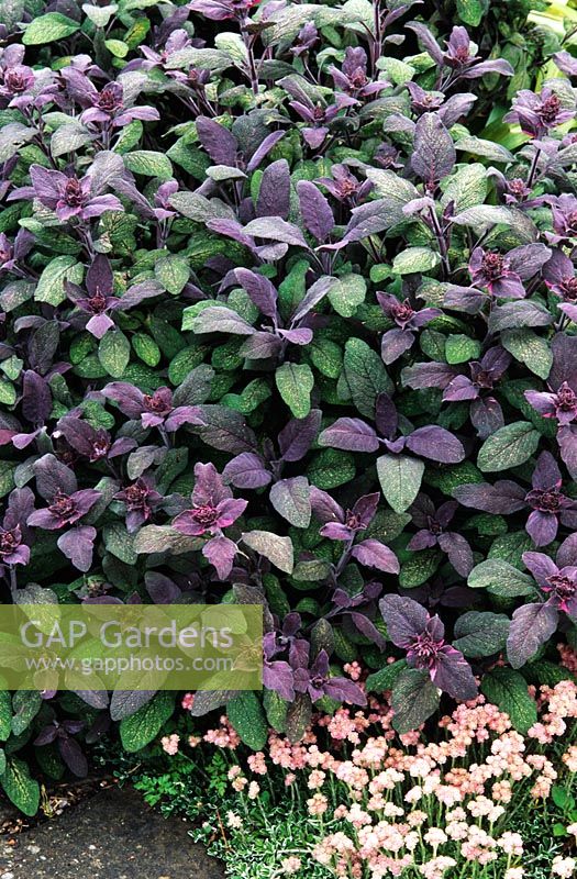Salvia officinalis 'Purpurascens' - Purple Sage