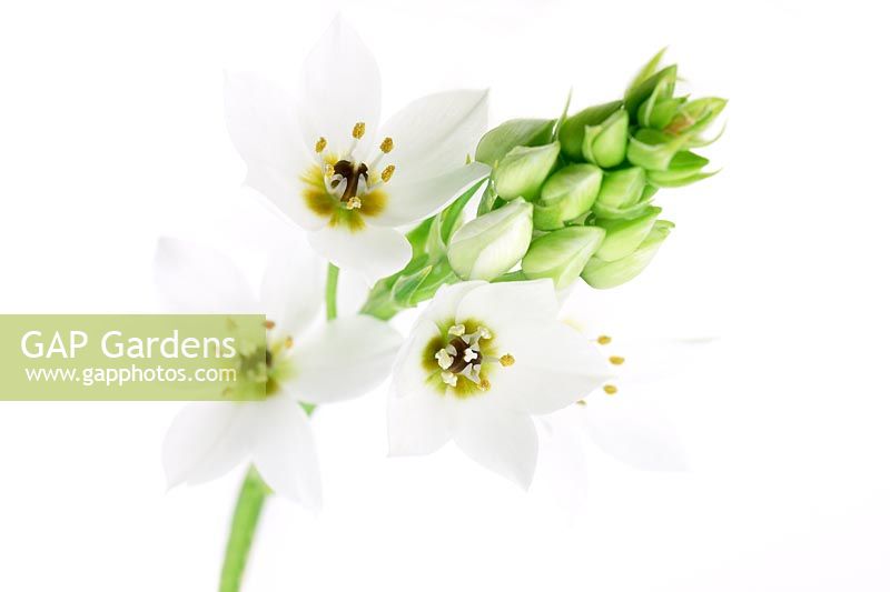 Ornithogalum thyrsoides 'Chincherinchee'