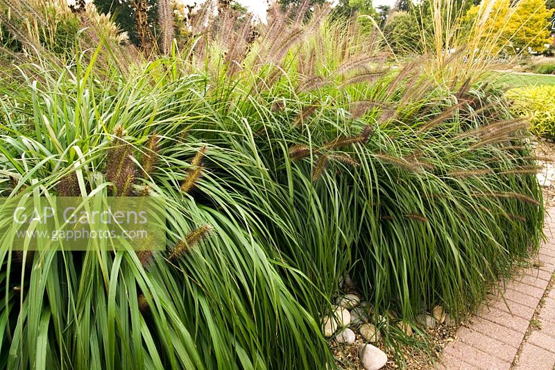 Pennisetum alopecuroides 'Moudry' - Black Fountain Grass