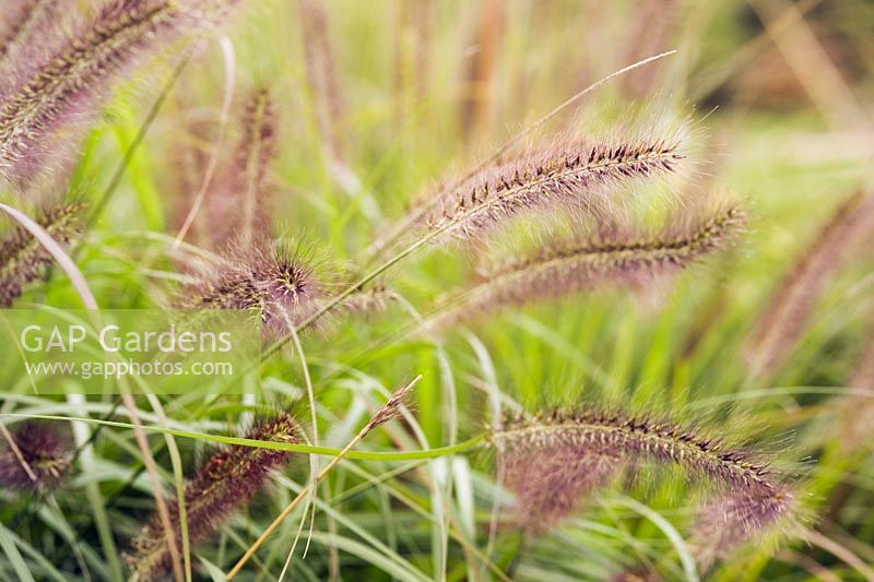Pennisetum alopecuroides 'Moudry' - Black Fountain Grass