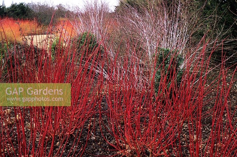 Cornus alba 'Sibirica' - Red Barked Dogwood