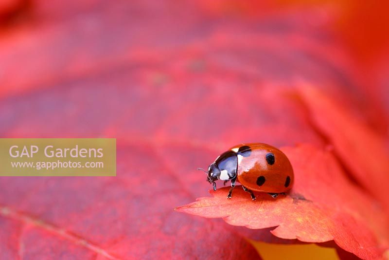 Ladybird on red Acer palmatum leaf searching for aphids in October