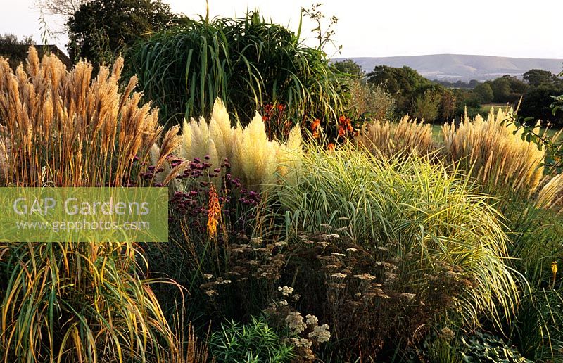 Ornamental grass border in autumn at Marchants in Sussex