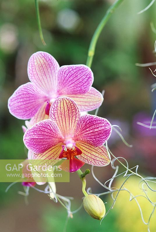 Phaloenopsis 'Hocuspokus' - Moth Orchid