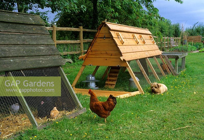 Hen house at Pannells Ash Farm in Essex
