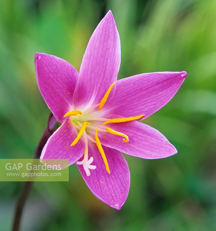 Zephyranthes grandiflora