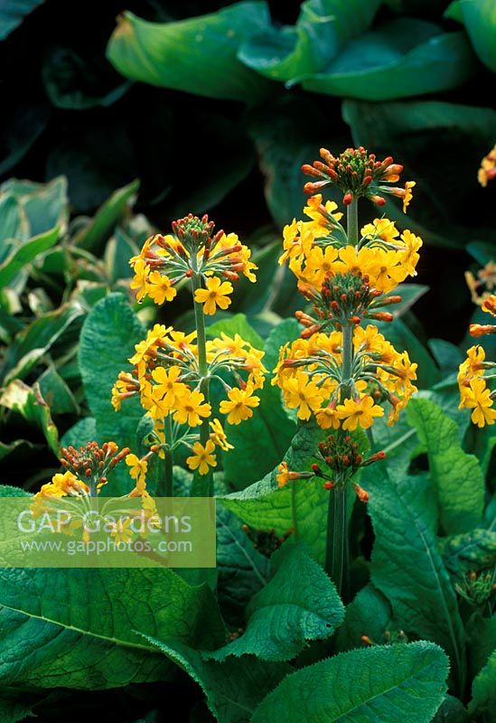 Primula bulleyana - Candelabra Primula