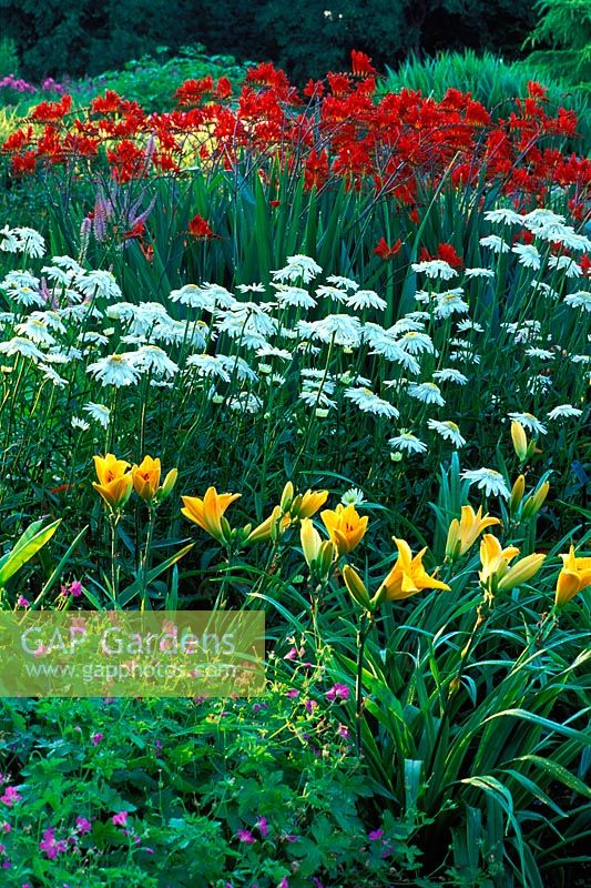 Summer border with colourful perennials