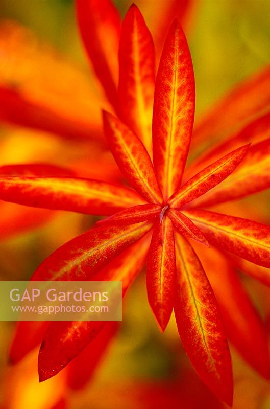 Euphorbia griffithii 'Dixter'