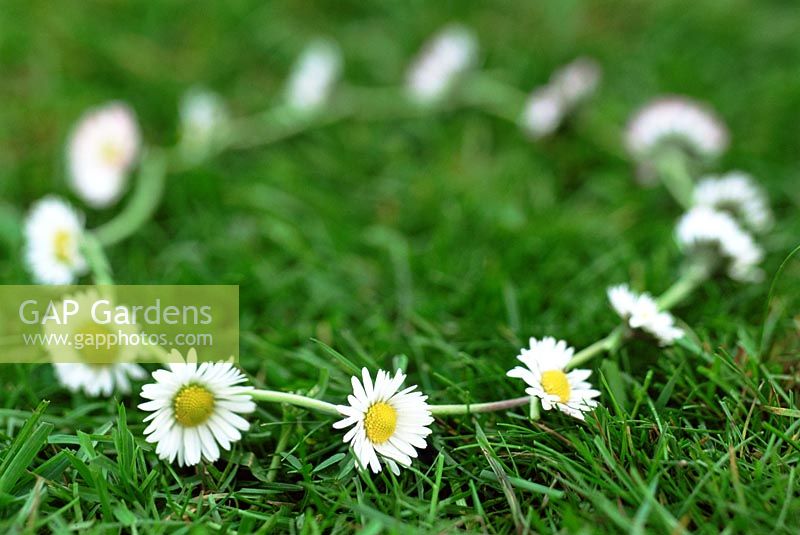 Daisy chain on grass 