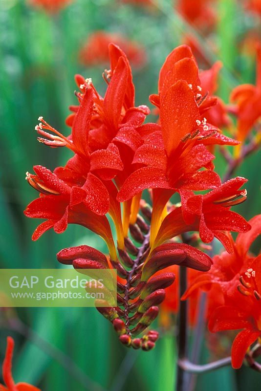 Crocosmia 'Lucifer' - Montbretias