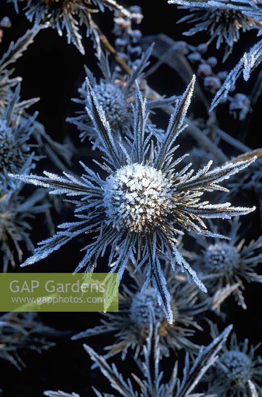 Eryngium 'Jos Eijking' - Dried frosty  Sea Holly in winter