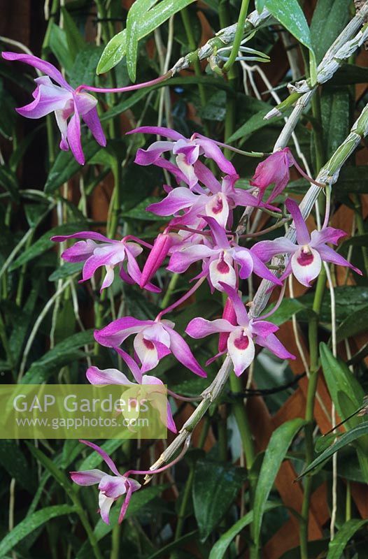 Dendrobium casiope 