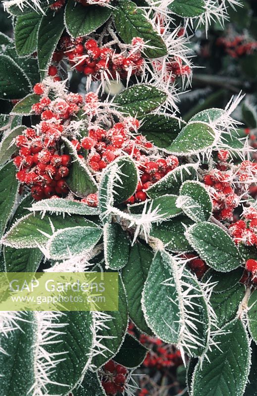 Cotoneaster lacteus with hoar frost