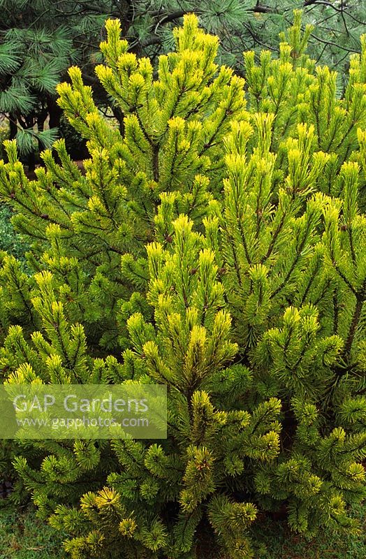 Pinus mugo 'Winter Gold' - Pine