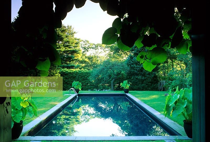 Formal rectangular swimming pool in lawn, private garden on Long Island in USA