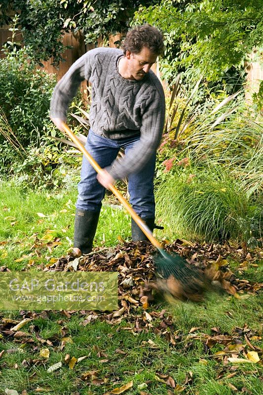 Man raking leaves from lawn