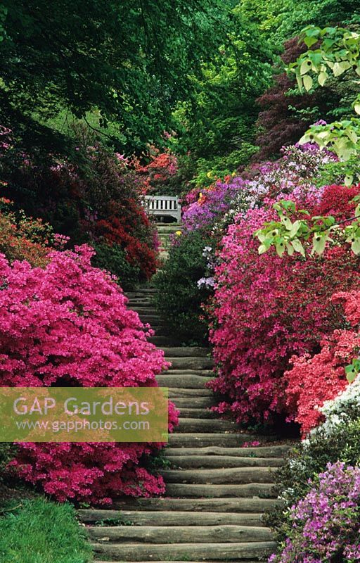 Wooden steps through flowering Rhododendrons and Azaleas in spring at Winkworth Arboretum in Surrey