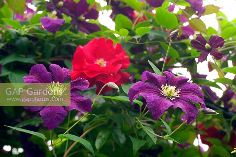 Clematis viticella 'Etoille Violette' with climbing red rose
