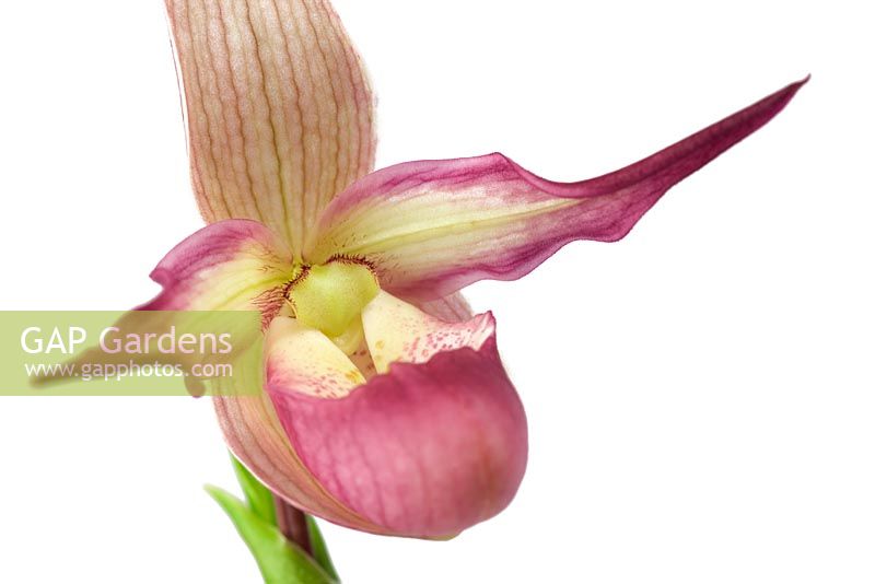 Phragmipedium - Mandarin orchid - Slipper orchid