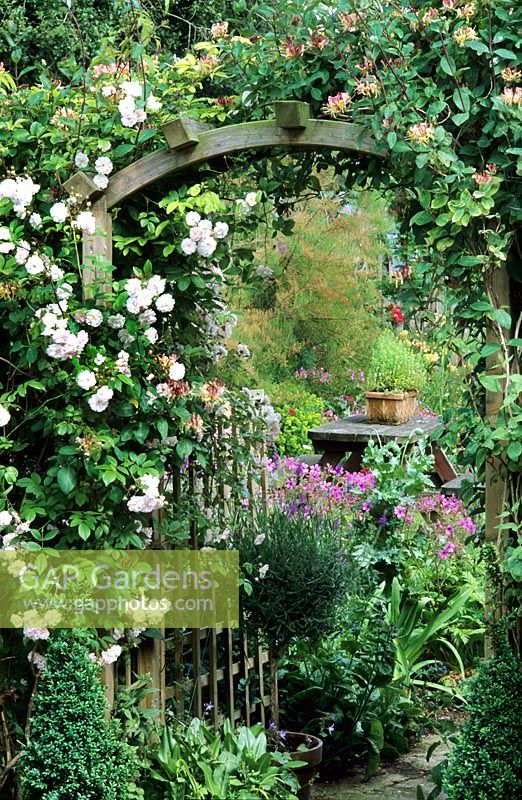 Arch with Rosa 'Pauls Himalayan Musk' and Lonicera