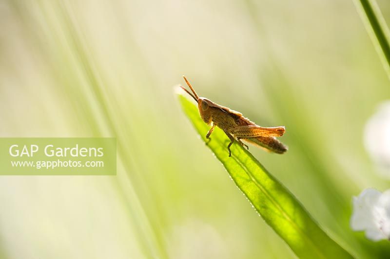 Grasshopper (Acrididae) 