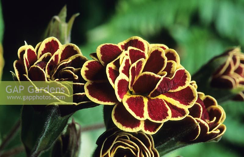 Primula vulgaris 'Elizabeth Killelay'