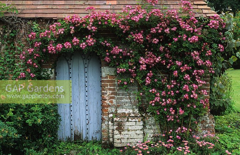 Rosa 'Veichemblau' on shed wall at Mannington Hall gardens in Norfolk
