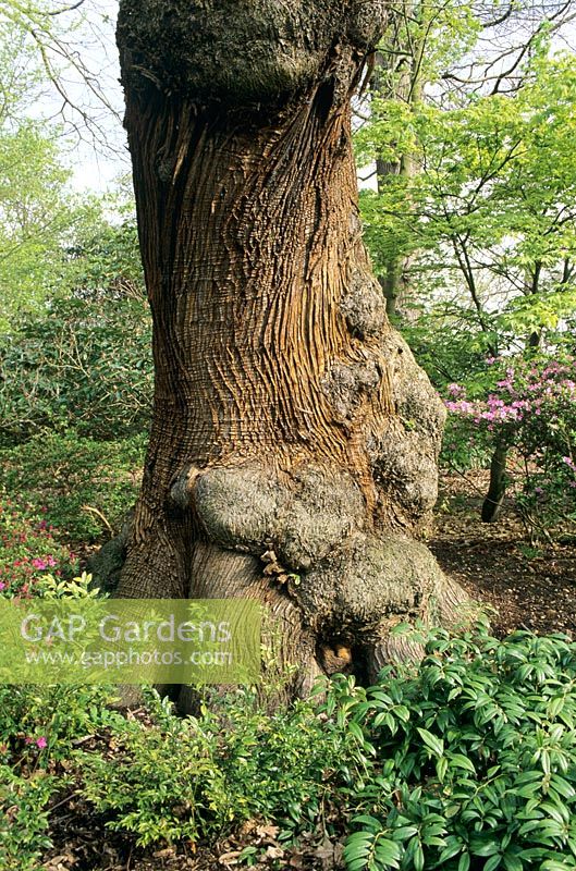 Castanea sativa  - tree trunk