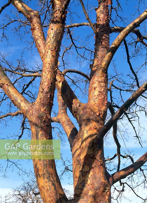 Acer Griseum  - Bark