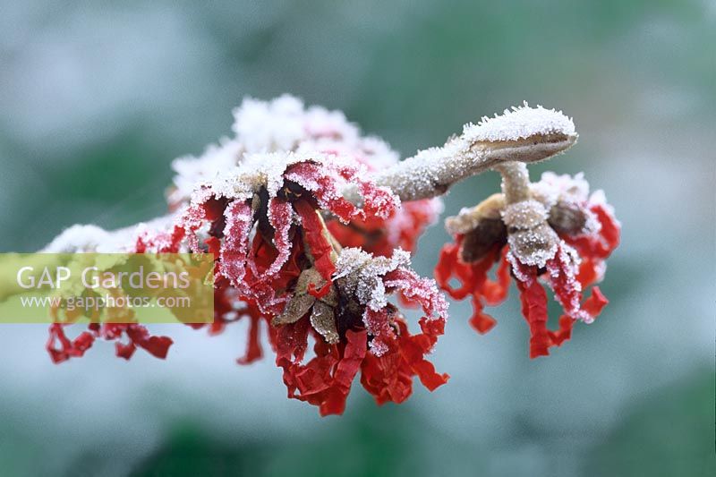 Hamamelis x intermedia 'Diane' - close-ups of red flowers with frost in winter